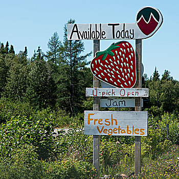 草莓,标志牌,纽芬兰,拉布拉多犬,加拿大