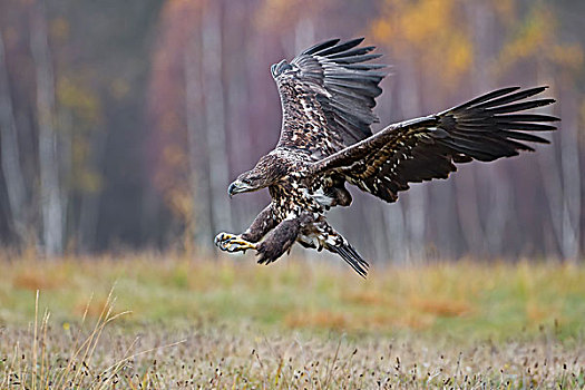 白尾鹰,雏鸟,接近,波兰,欧洲