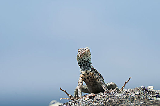 加拉帕戈斯,火山岩,蜥蜴,举起,脚趾,避开,过热,加拉帕戈斯群岛,厄瓜多尔