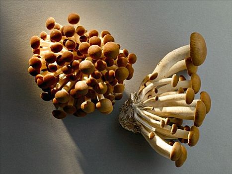 金针菇,意大利