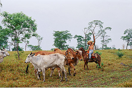 男人,放牧,牛,草场,宽吻鳄,潘塔纳尔,巴西,南美