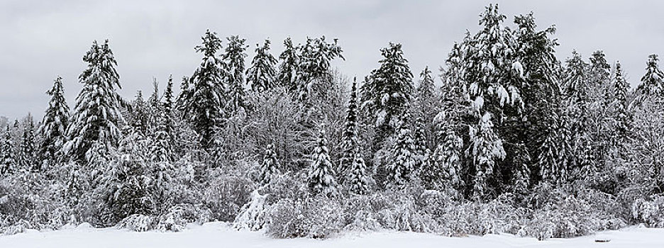 积雪,树林,多云,冬天,白天,魁北克,加拿大,北美