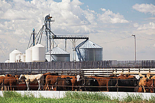菜牛,饲育场,谷物,背景,云,蓝天,艾伯塔省,加拿大
