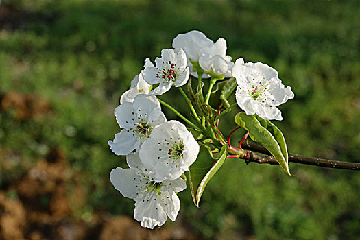 油菜花,春天,春季