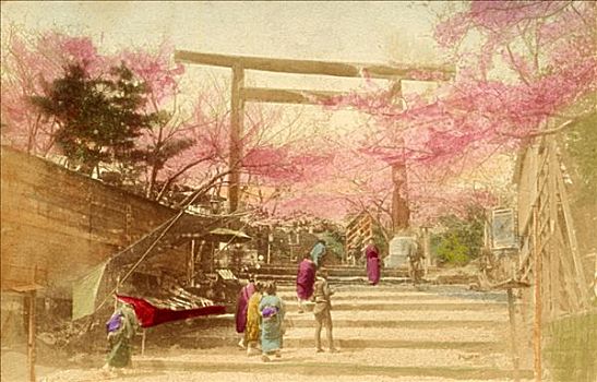 日本,旧式,人,走,向上,楼梯,仰视,樱花