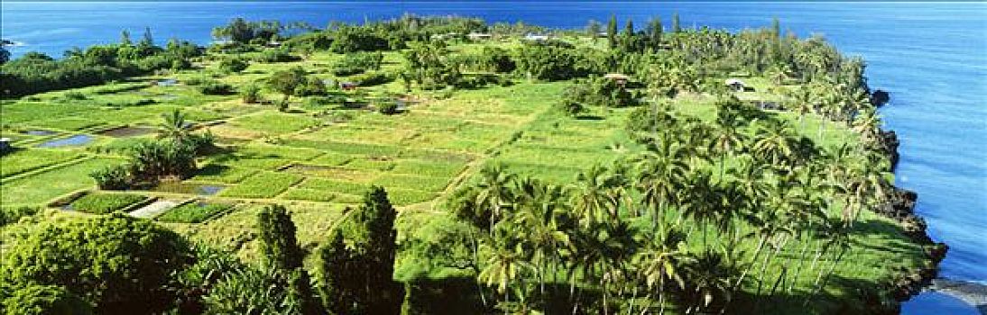 夏威夷,毛伊岛,椰树,芋头,小块土地,靠近,海洋