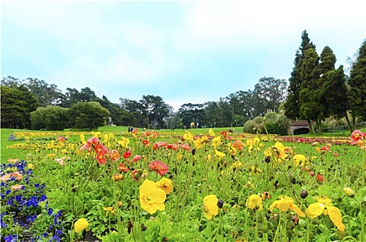 温室,花,旧金山