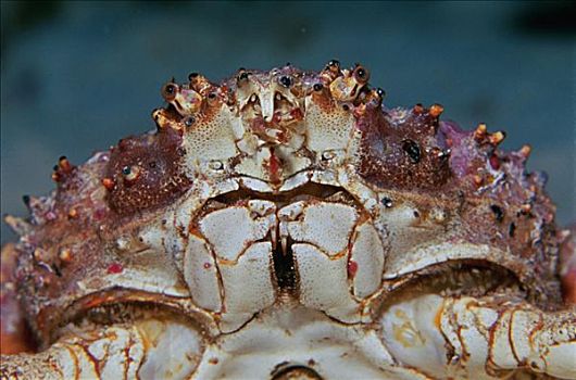 拟石蟹,伯利兹