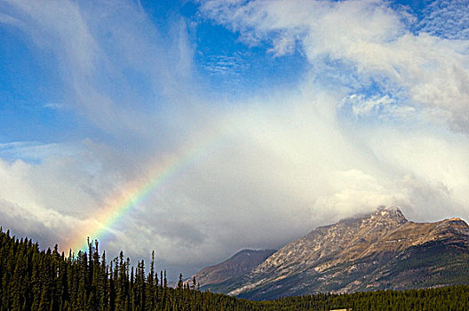 彩虹,落叶松属植物,山腰,班芙国家公园,艾伯塔省,加拿大