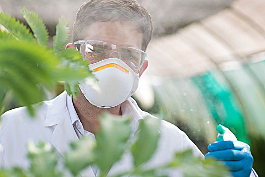 男性,科学家,喷,液体,植物