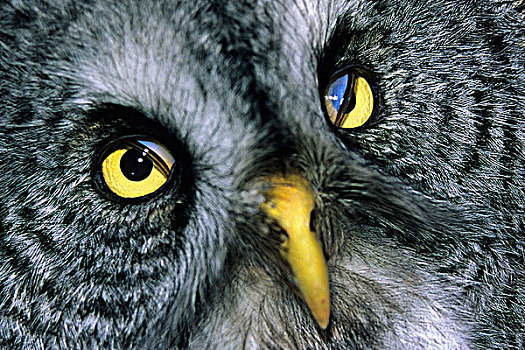 膜,乌林鸮,北方,艾伯塔省,加拿大