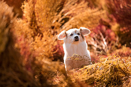 中华田园犬的地肤草外拍