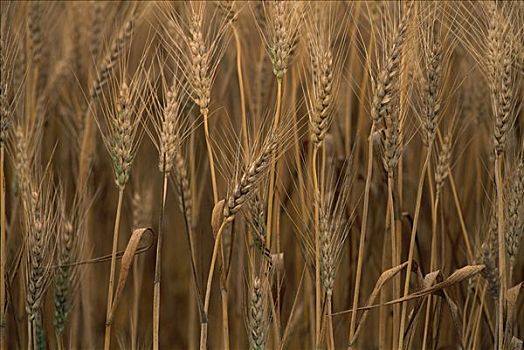 商业,小麦,种植,俄勒冈