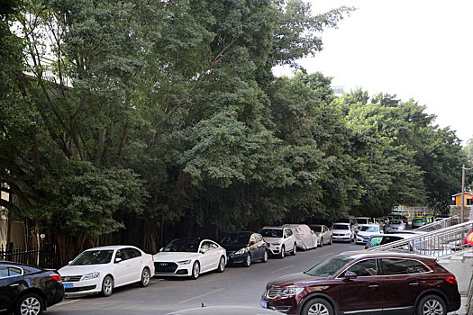 粗壮高大的榕树盘根错节,成为道路两边一道独特景观