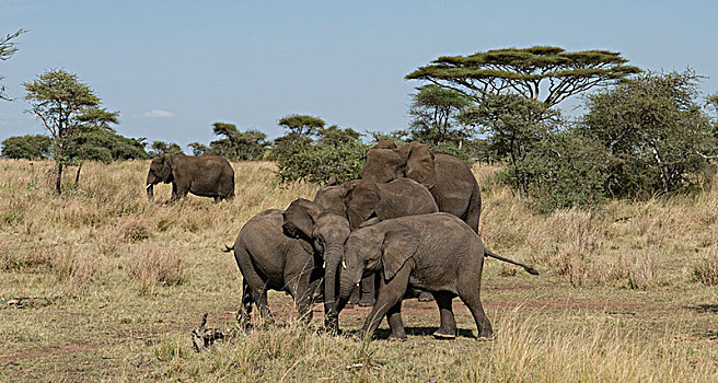 非洲大象006