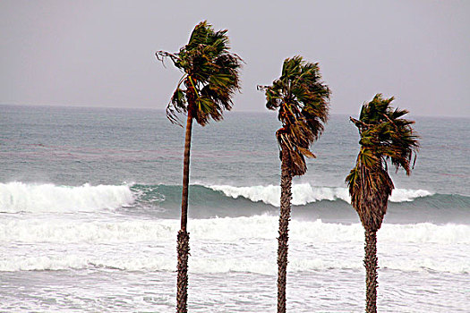 美国,加利福尼亚,棕榈树,海浪