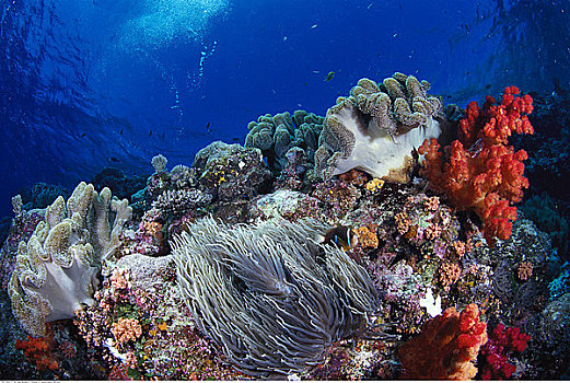 水下视角,海葵,葵鱼,珊瑚礁