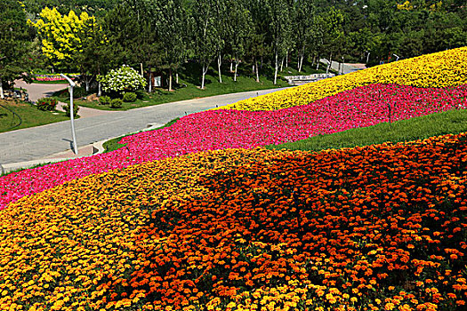 花坛,花卉