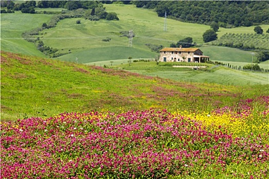 托斯卡纳,风景,春花