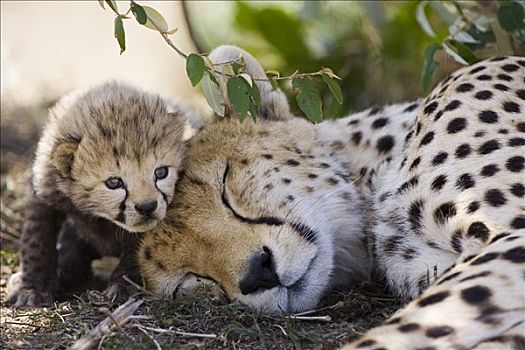 印度豹,猎豹,母兽,白天,老,幼兽,马赛马拉,自然保护区,肯尼亚
