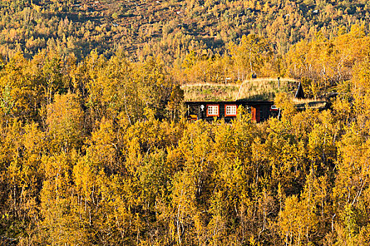 特色,挪威,房子,木屋,屋顶,遮盖,草,欧洲