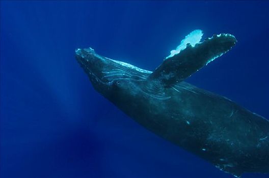 驼背鲸,大翅鲸属,鲸鱼,游泳,颠倒,国家,海洋,毛伊岛,夏威夷,提示,照相