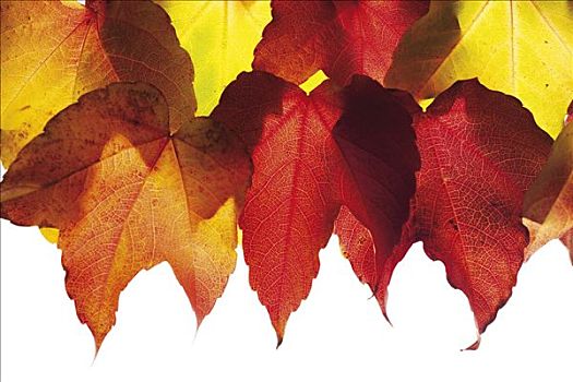 秋天,葡萄酒,叶子,日本,藤蔓植物,爬墙虎,地锦