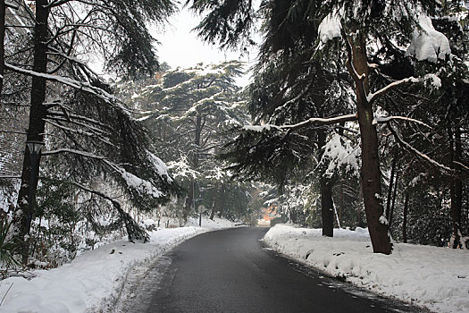 冬季林间雪后风景