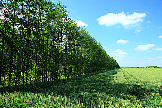 麦田,蓝天,风障