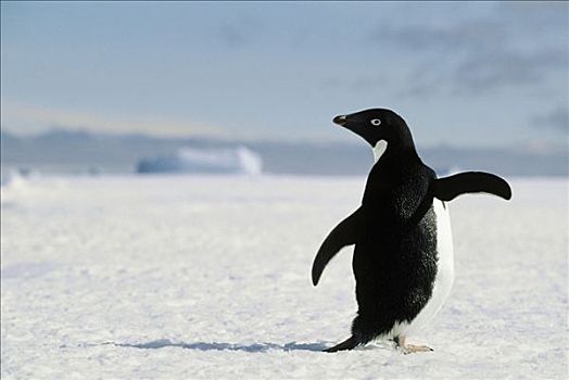 阿德利企鹅,走,冰,南极,冬天,景色