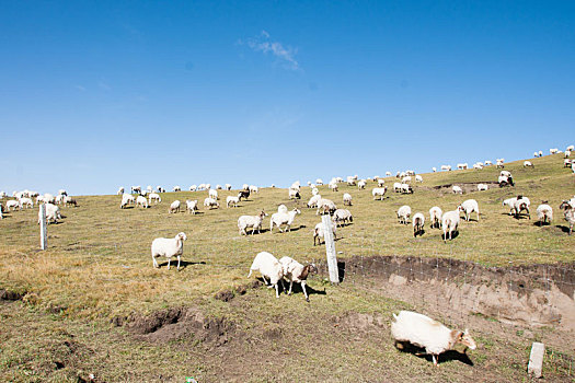 若尔盖大草原上的羊群