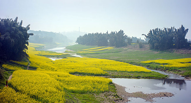 三月油菜花