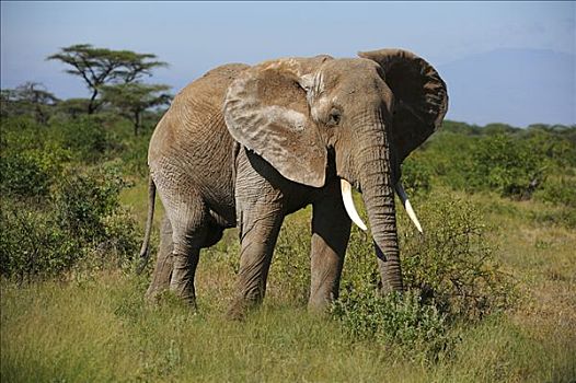 非洲,灌木,大象,非洲象,萨布鲁国家公园,肯尼亚,东非