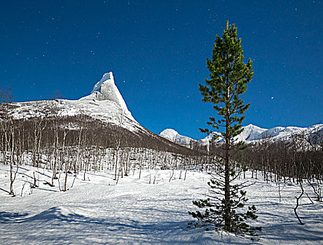 树,木头,雪,顶峰,山,星空,诺尔兰郡,挪威,欧洲