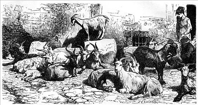 山羊,罗马,乡村,意大利,19世纪,艺术家