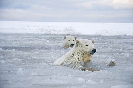 一对,北极熊,幼兽,水,冰冻,向上,区域,北极圈,国家野生动植物保护区,阿拉斯加