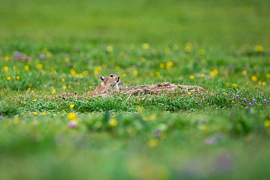 草原上的野生动物高原鼠兔特写