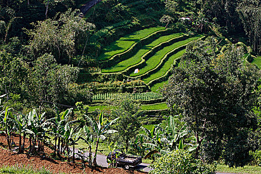 稻田,蔬菜,土地,梯田耕种,巴厘岛,印度尼西亚,东南亚