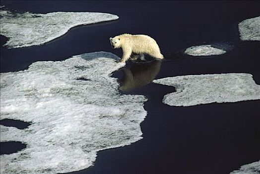 北极熊,走,浮冰,艾利斯摩尔岛,加拿大