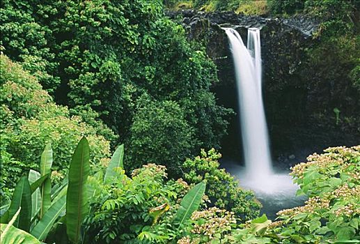 夏威夷,夏威夷大岛,河,州立公园,彩虹瀑布,花,绿色植物,前景