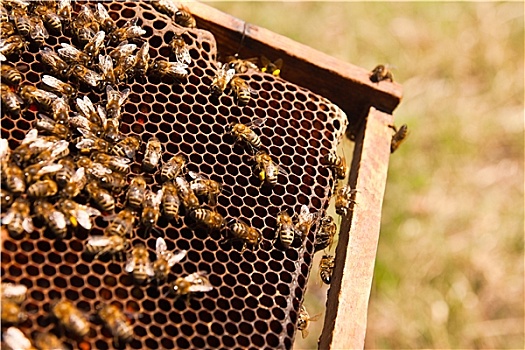 忙碌,蜜蜂,特写,工作,蜂窝