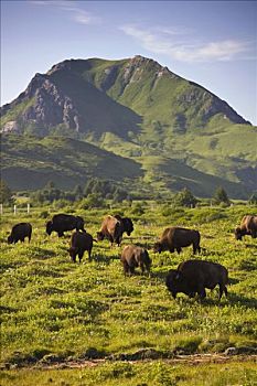 野牛,牧群,放牧,科迪亚克岛,西南方,阿拉斯加