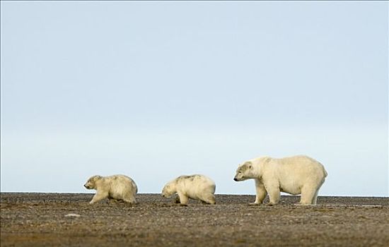 雌性,北极熊,幼兽,海滨,夏天,冰,融化,靠近,阿拉斯加