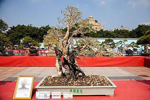 盆景,盆栽,岭南盆景,2019顺德容桂盆景精品展