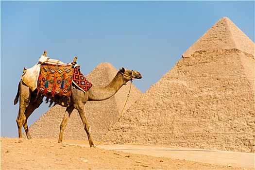 骆驼,走,金字塔