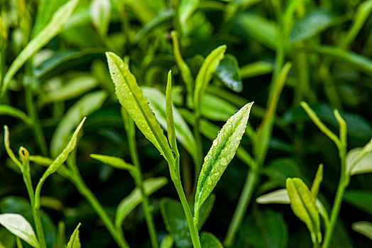 重庆天坪万亩茶叶基地茶树