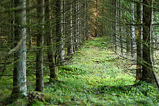 风景,挪威针杉,欧洲云杉,树林,夏天,普拉蒂纳特,巴伐利亚,德国