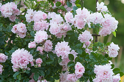 粉色,藤蔓玫瑰,2000年