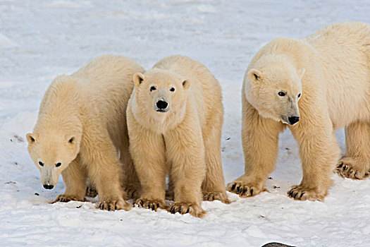 加拿大,哈得逊湾,北极熊,冰冻