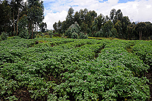 卢旺达,区域,土豆田